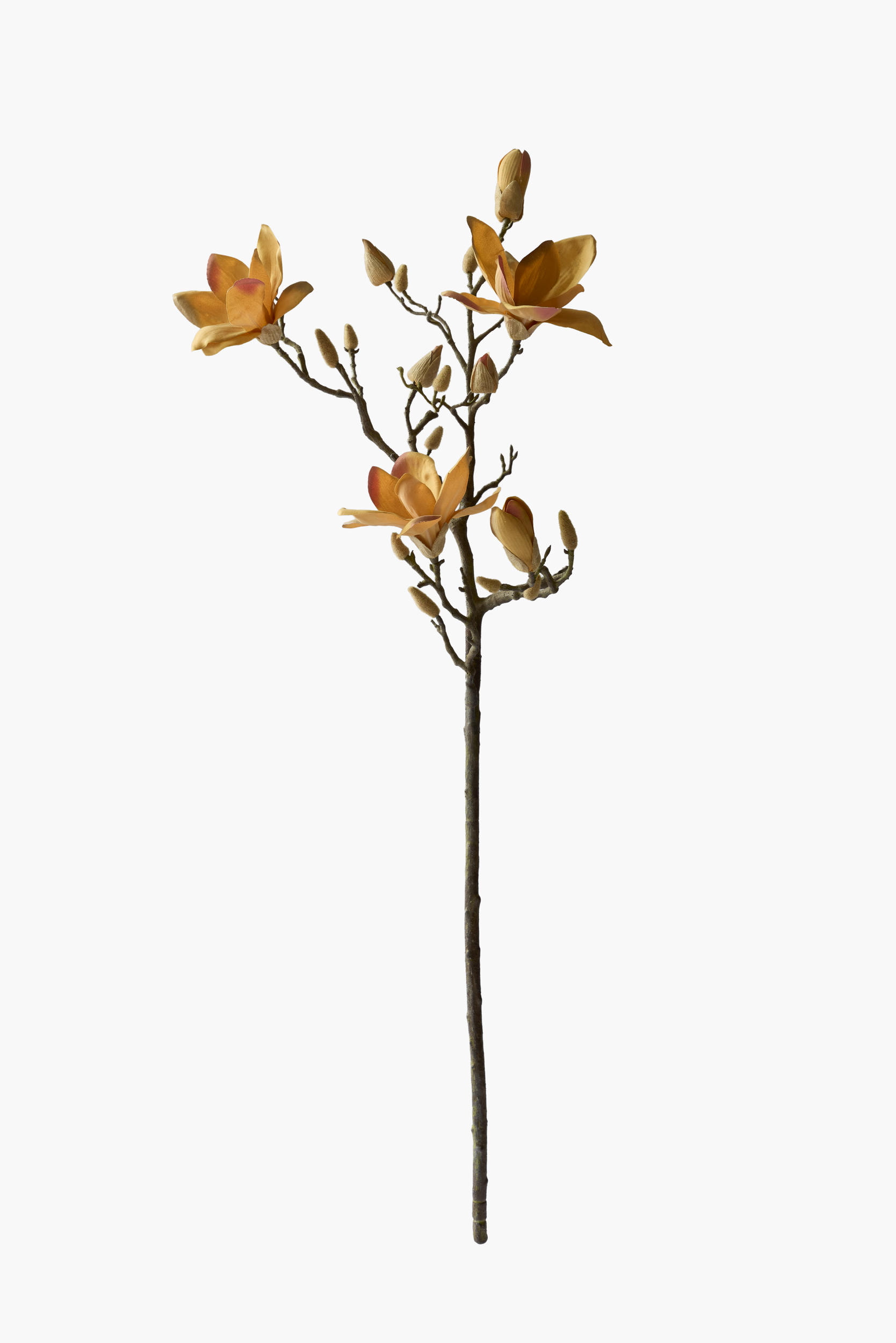 Large Branch Yulan Magnolia - Autumn (Thick Stem)